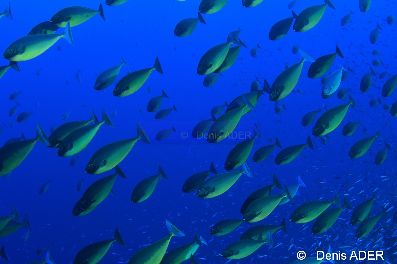 Naso hexacanthus Nason a langue noire ambiance-Au large Batuata Island-29m-20180603-Denis-ADER-DSC_3638_tn.jpg